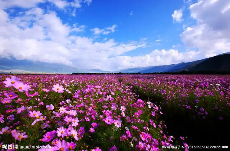 jpg颜色:rgb30共享分举报收藏立即下载×关 键 词:花海 玉龙雪山 丽江