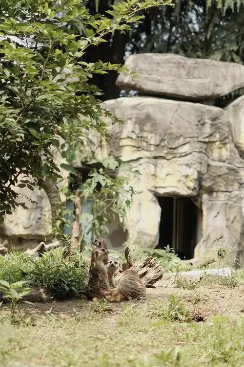 一起来逛南京红山森林动物园吧(多图)