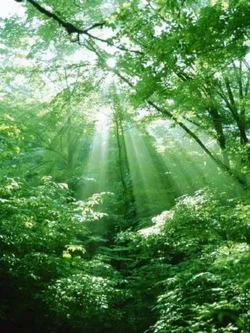 清新的空气伴随着鸟语花香,弘毅学子开始了朝气蓬勃的一天