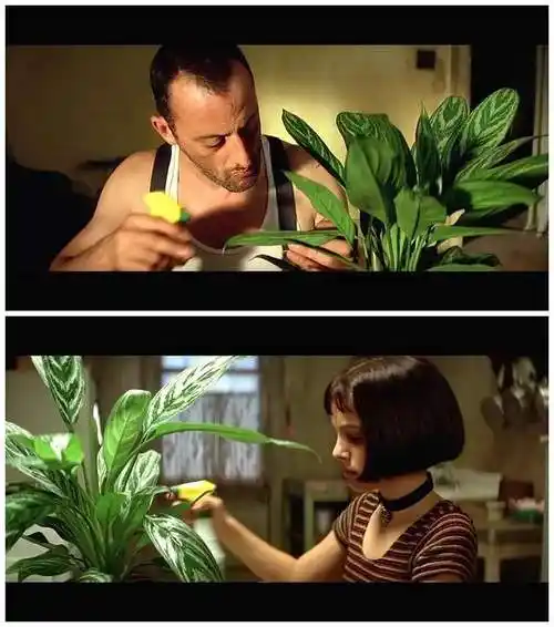 这个杀手不太冷大叔和萝莉之间是爱情吗