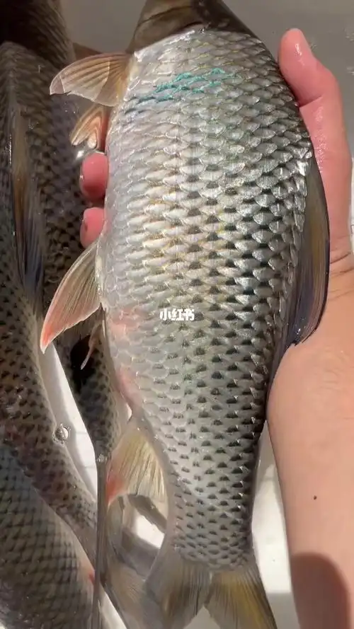 网捕土鲮鱼微笑香煎煮汤可以帮做鱼丸