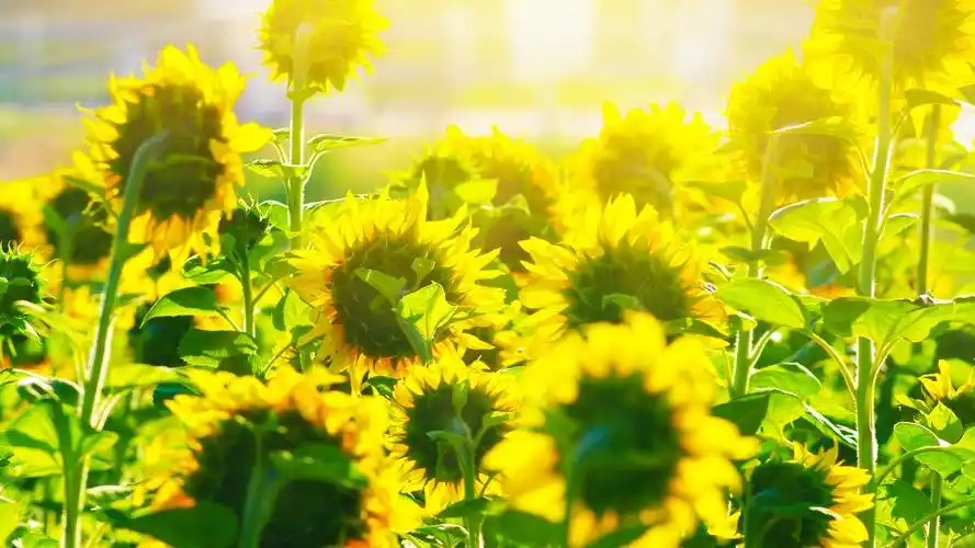 阳光下的向日葵图片高清电脑壁纸