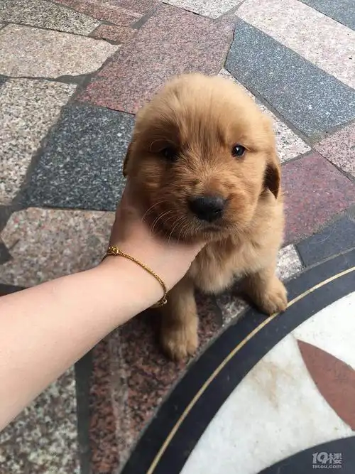 一个半月小金毛求领养