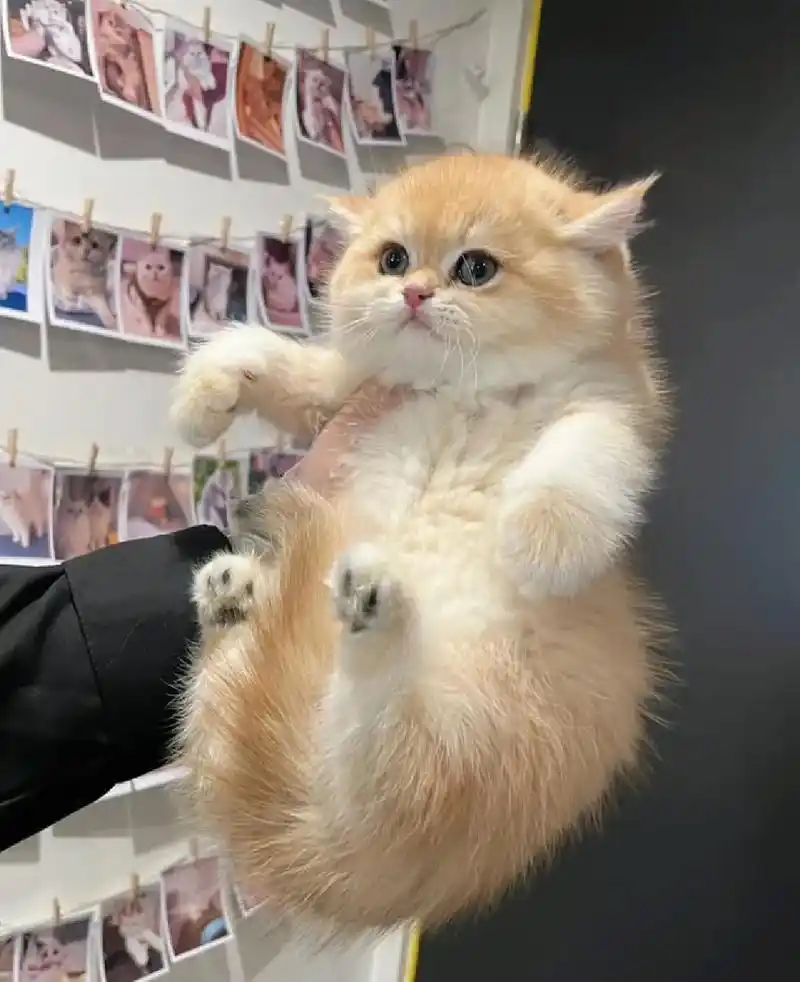 金渐层幼猫一窝,纯种猫猫找好人家 - 抖音