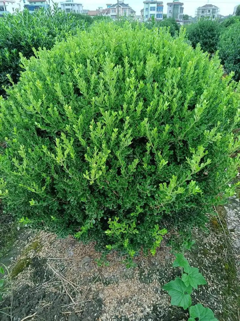 瓜子黄杨:冠幅1米8#金牌苗木人  - 抖音