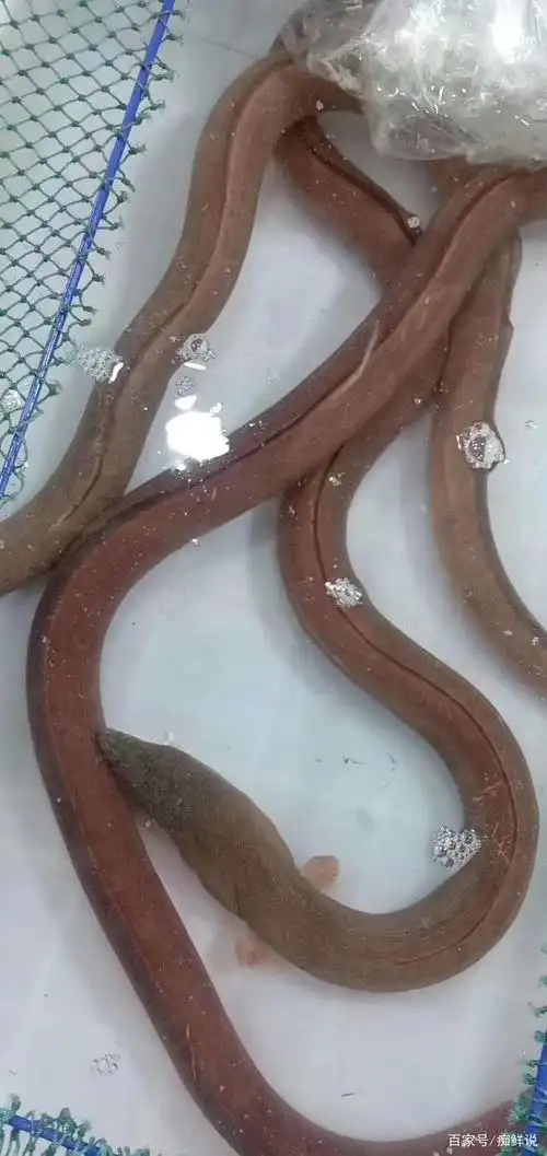 土龙,强身健体,大补之物!可遇不可求|痴鲜野生海鲜
