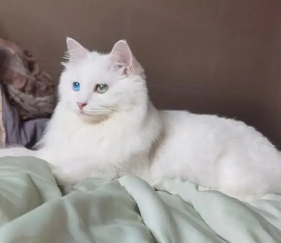 这么貌美的狮子猫什么价格呀