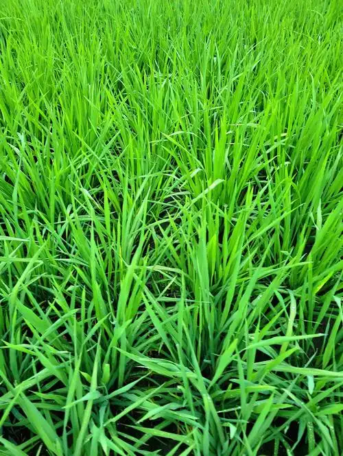 田野里绿油油秧苗如同一幅天然的画卷篇【已上首页】-都江堰论坛-麻辣