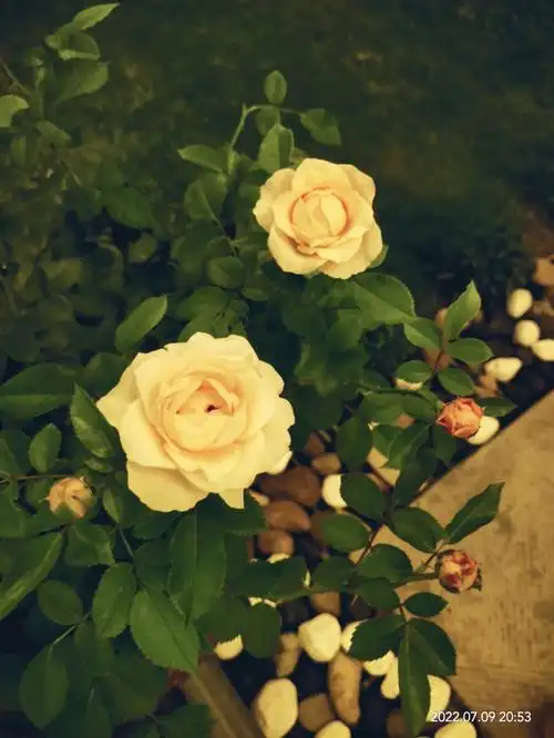 记录一下我这颗月季"甜蜜生活",现在的花型特别好看,今天晚上要是下雨