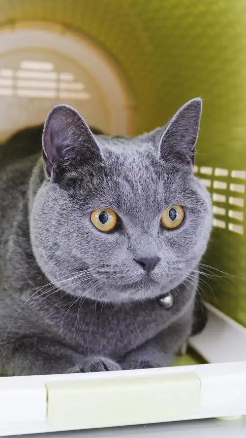 猫咪,蓝猫的,休息,宠物