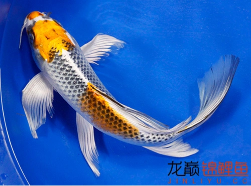 两张龙凤锦鲤,大家看看 - 锦鲤学堂 - 龙巅锦鲤鱼