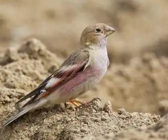 红子鸟叫声视频