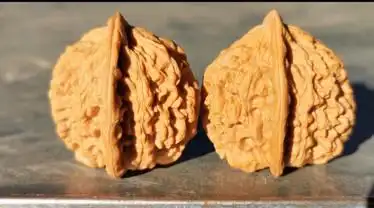 麻核桃野生凤羽元宝肚疙瘩纹高端霸气也是少有