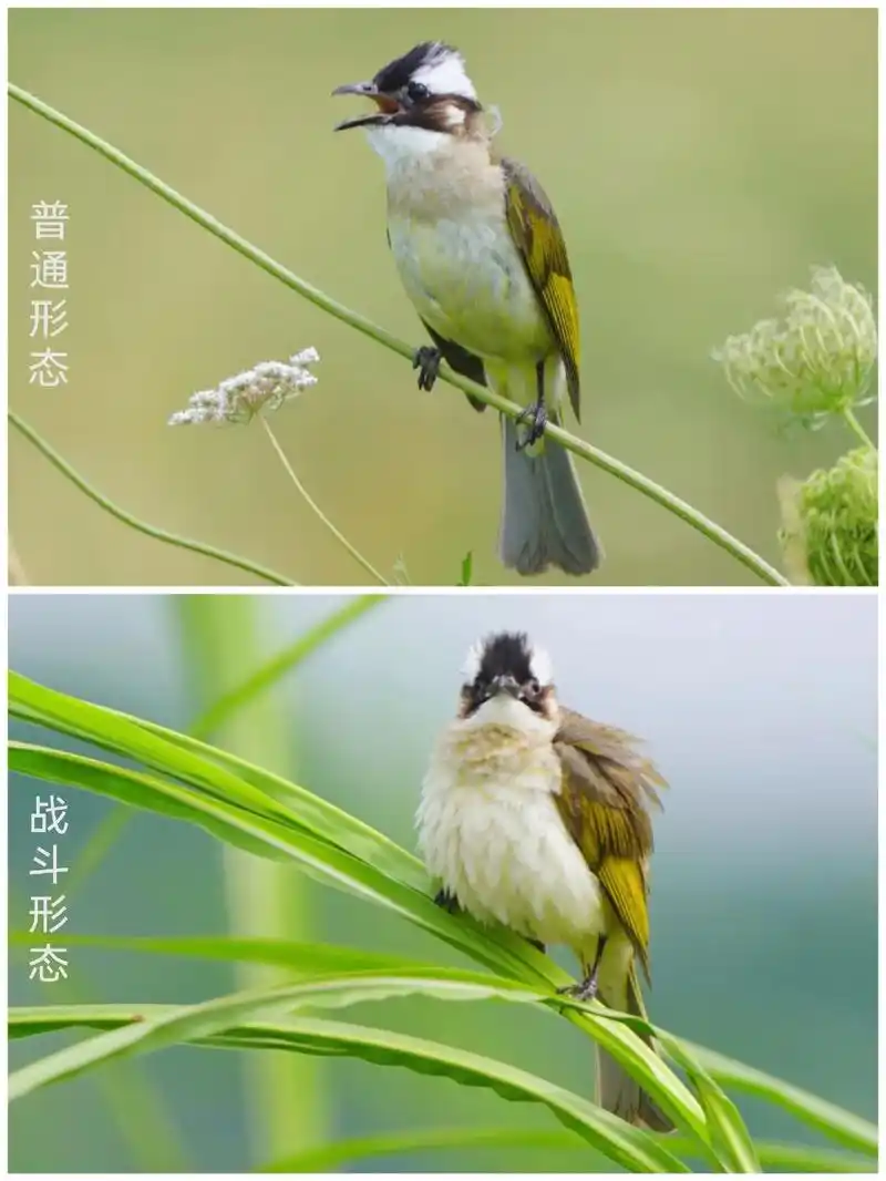 天气热了,开始鸟荒季～白头鹎宝宝也长大了