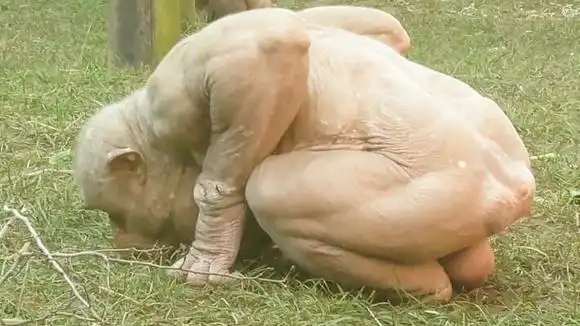 两只"无毛"大猩猩走红!游客却直呼太尴尬,镜头记录全过程-动物视频-搜