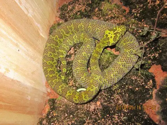 我国什么蛇适合人工养殖2019年版