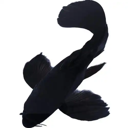 黑龙蝶鲤彗星蝴蝶球体招财冷水鱼长尾观赏金鱼鱼