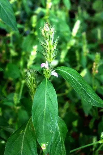 爵床爵床科爵床属