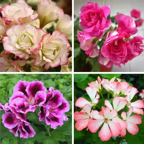 海蒂的花园 垂吊天竺葵直立天竺葵黑玫瑰沙滩彩叶天多品种