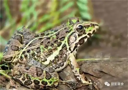 食用蛙种类大全