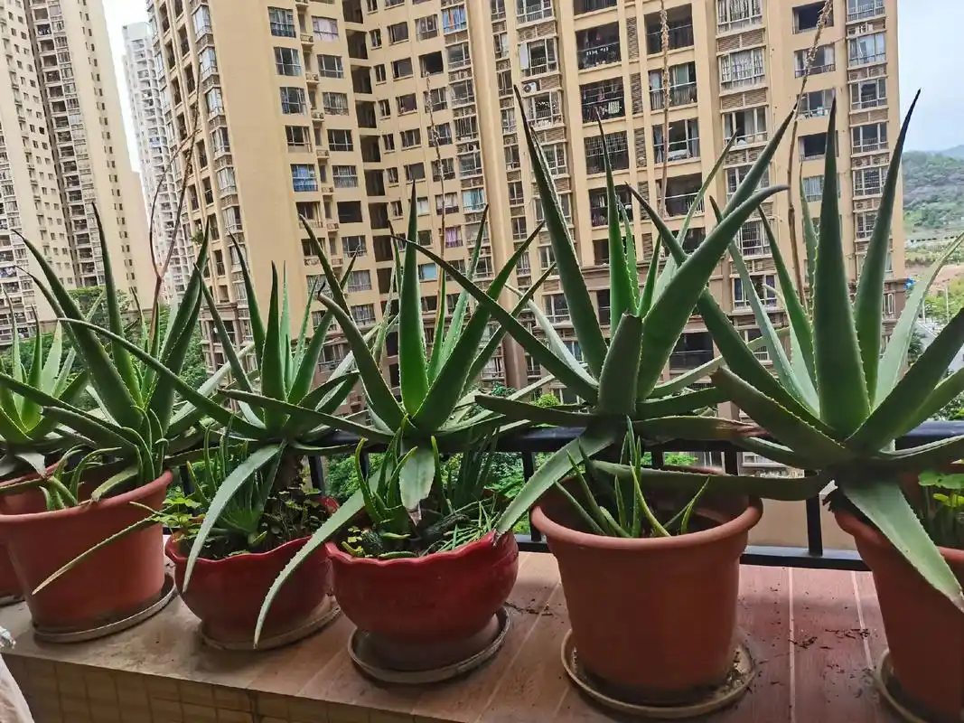 巨无霸芦荟.要不是被花盆限制了,不知得长多大 野生三叶草和花 - 抖音