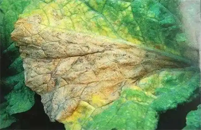 芥菜黑腐病防治方法