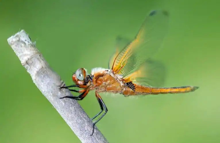 蜻蜓是益虫吗(益虫蜻蜓能做哪些好事)-八哥网