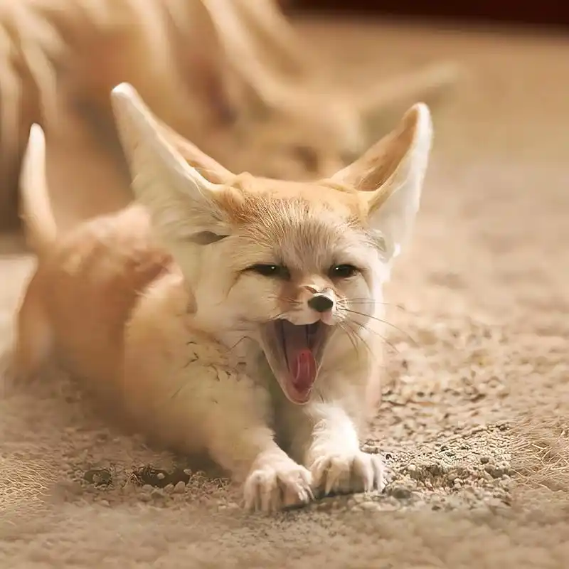 今天我要给你们介绍一种超级可爱的动物——耳廓狐!