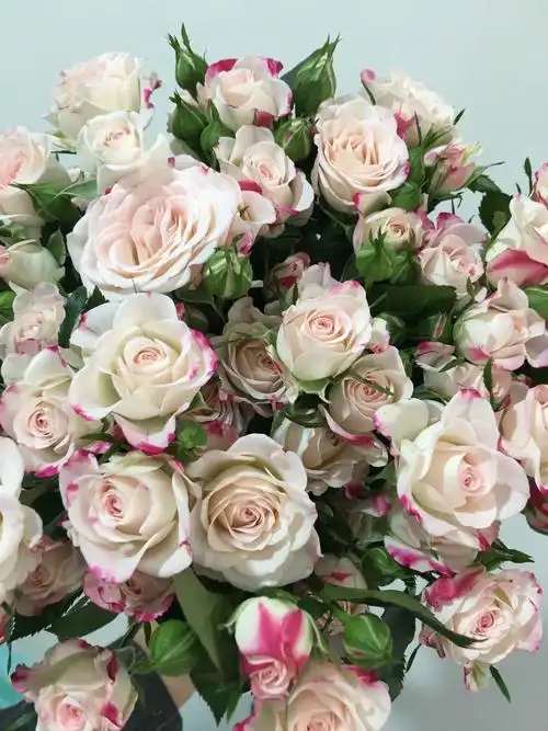 新鲜小玫瑰多头玫瑰泡泡鲜花折射新品种云南鲜花a级10支扎空运