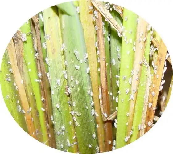 漫话水稻病虫害科普连载