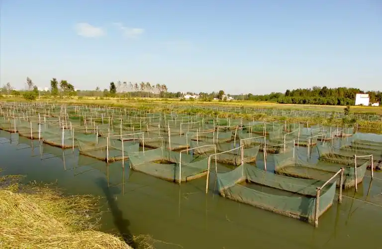 智慧创业脱贫 科学养殖致富