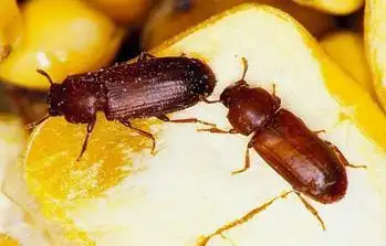 图片说明:赤拟谷盗成为首种被完整基因测序的甲虫.