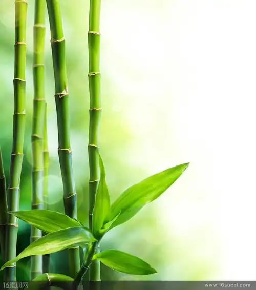 漂亮的竹节和竹叶高清图片