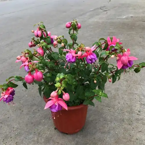 倒挂金钟盆栽花卉吊兰吊钟海棠灯笼海棠大花苗室内外倒挂金钟大盆白皮