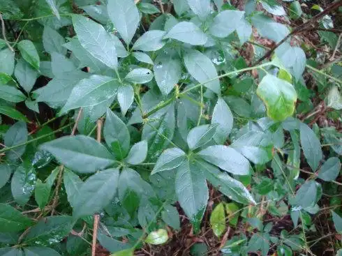 五加皮(细柱五加)