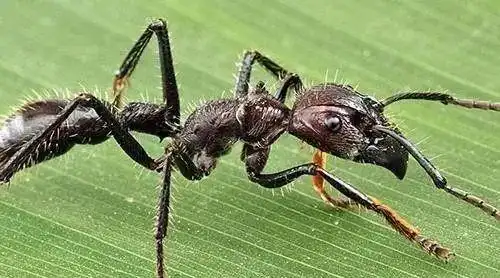 世界上最恐怖的十种昆虫,最恐怖虫子