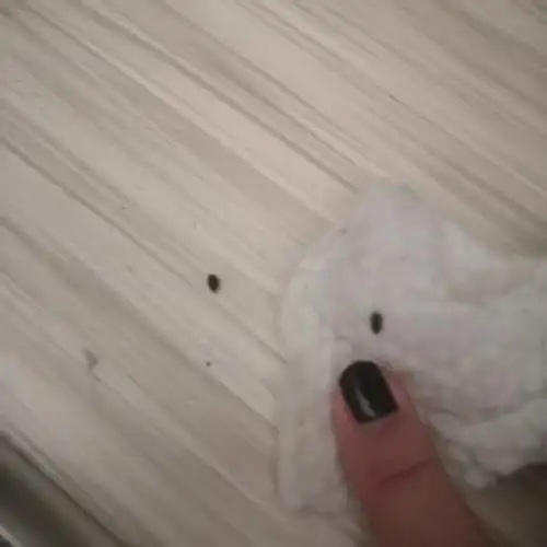 看起来就像小老鼠的粑粑 出现在我租的房子的衣柜里 只有这两颗 我