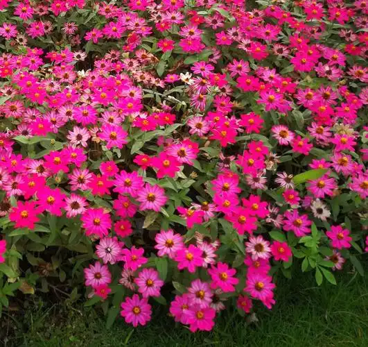 请欣赏小百日菊