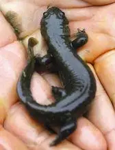 野生娃娃鱼|4|21