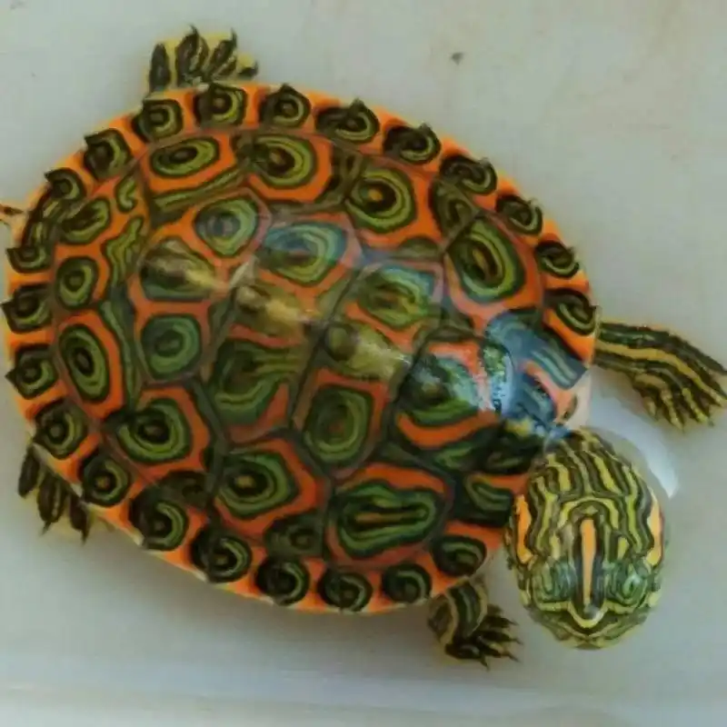 少有的带8715圈的精品大河甜甜圈,观赏龟,非保护类物种!