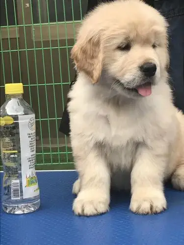 出售双血统拉布拉多金毛