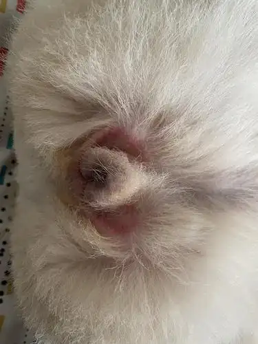 狗狗的小桃子总是发红该怎么办