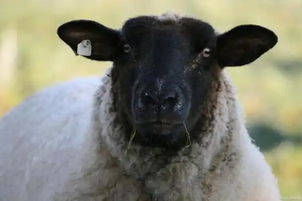 看了这么久,居然还没有看到这只羊的脸