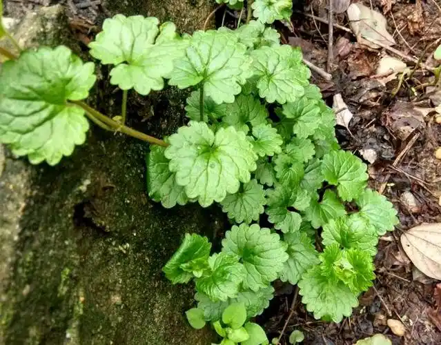 消肿又名散血丹.    --吴洋还治风湿关节痛,能克肾炎胆囊炎.