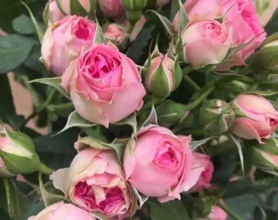 粉多头/超感_月季花图片_浴花谷花卉网