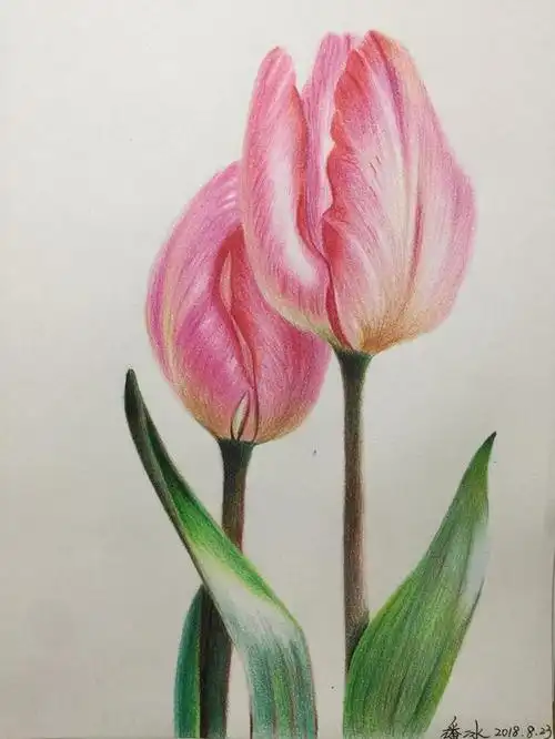 彩铅临摹---郁金香