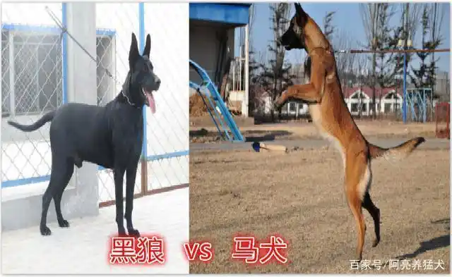 马犬vs黑狼犬,谁才是真正的王者