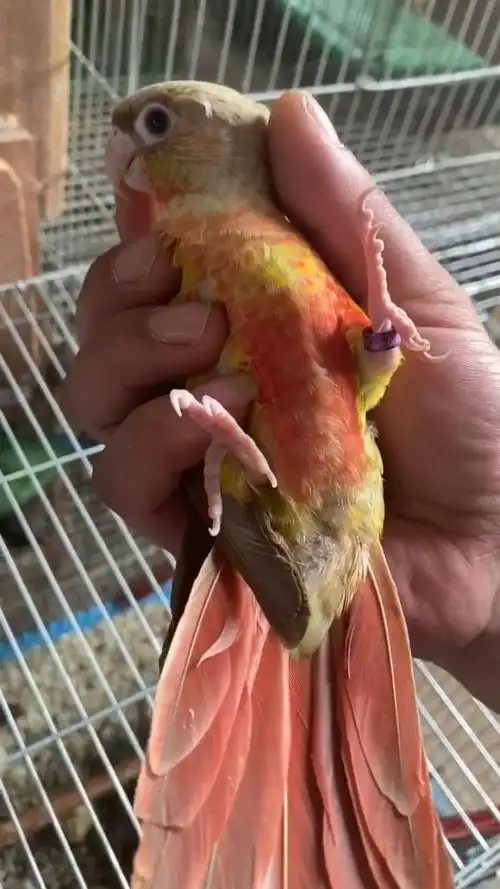 秒杀,一只高趴凤梨!