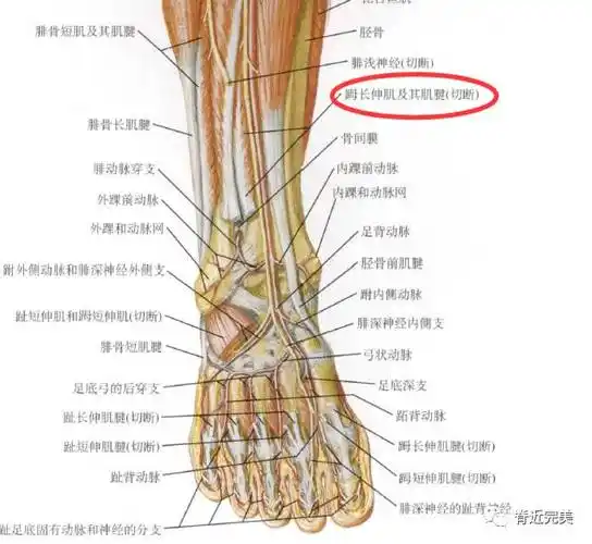 干货分享下肢肌肉的神经支配看完你就会