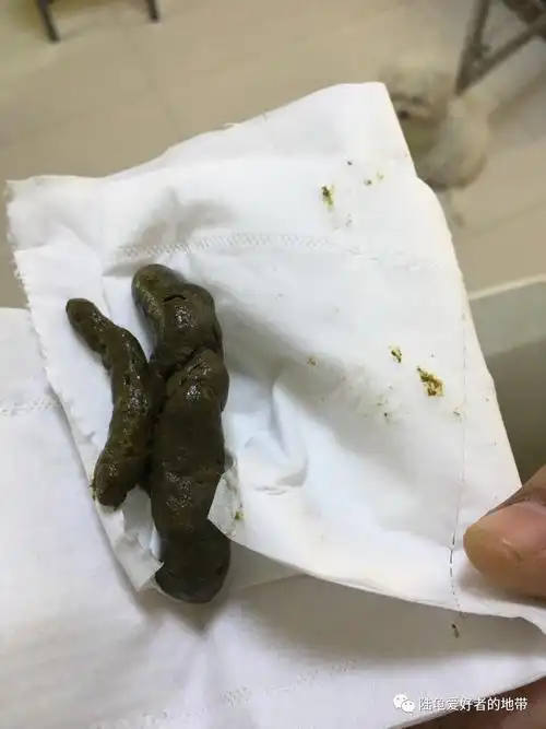 重口味-粪便与陆龟健康